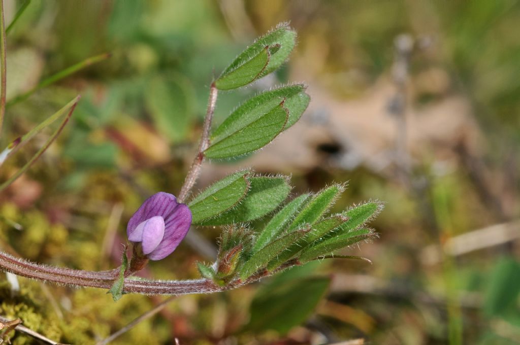 Vicia lathyroides